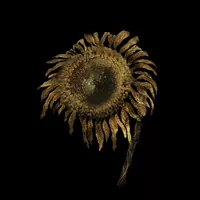 Tarnished Golden Sunflower