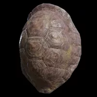 Occult Great Turtle Shell