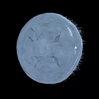 Jellyfish Shield